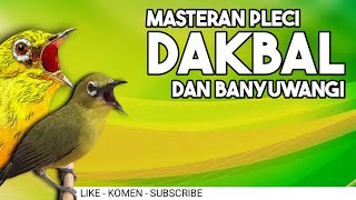 Download lagu Masteran Pleci Dakbal / Dakun Banyuwangi Supaya Nembak Materi mp3 Download lagu Masteran Pleci Dakbal / Dakun Banyuwangi Supaya Nembak Materi mp3