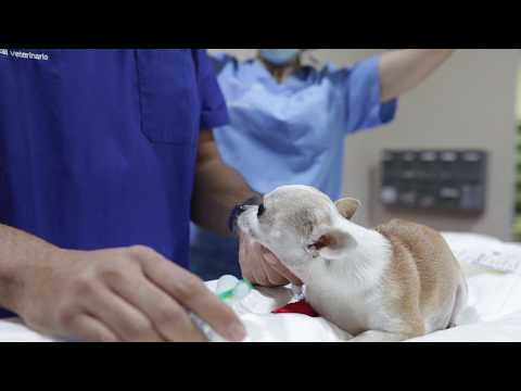 Cesárea en una perra: el caso de NADINE