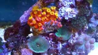 The beautiful Sun Coral