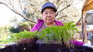Gardening w/ Grandma: Planting Chili Peppers (Cog Hov Txob)