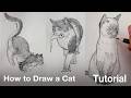 How To Draw A Cat Tutorial