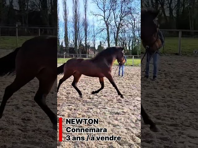 entier connemara 3 ans