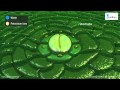 Transportation In Plants