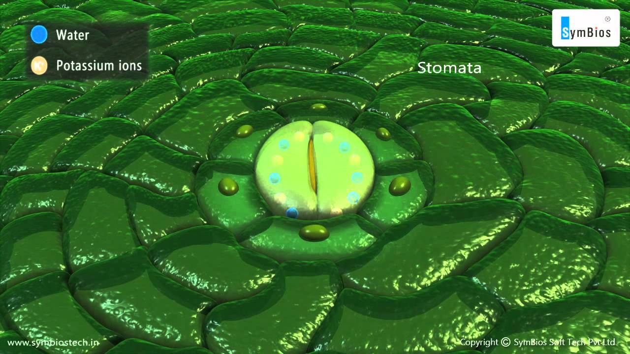 Transportation in Plants