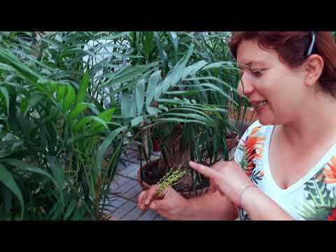 Practical advice on how to grow chamaedorea elegans