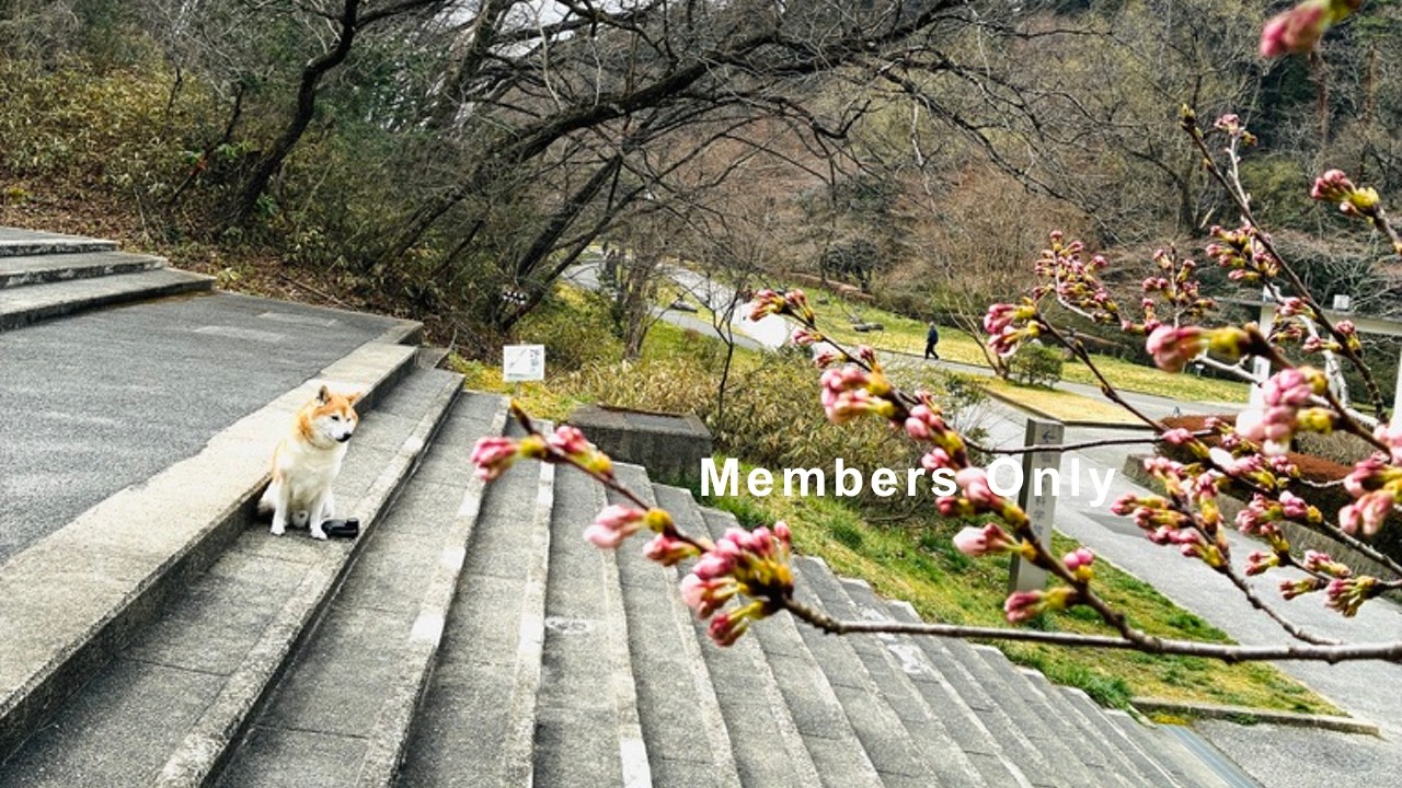 新入学おめでとうメンバーシップ限定ライブ