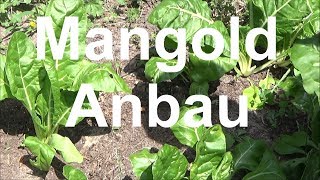 Mangold anbauen pflegen Mangold ernten Mangold selber anbauen Mangold Anbau Aussaat aussäen