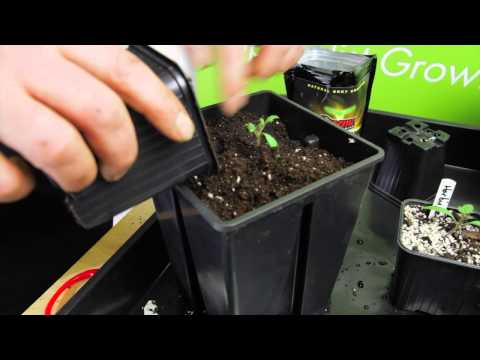 How Mykos speeds up tomato plants growth? | Episode 1
