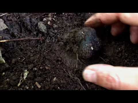 Lagotto’s Peak - Summer On Lagotto’s Peak Žumberak Croatia