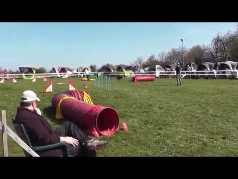 Vanessa Kohler & Laurie  Jumping     Agilityturnier in Steinheim am 29 3 2014