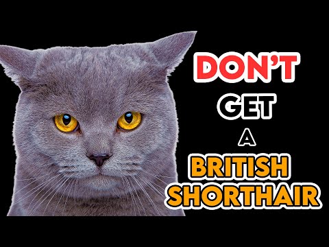 This Is Why You Shouldn't Get A British Shorthair Cat