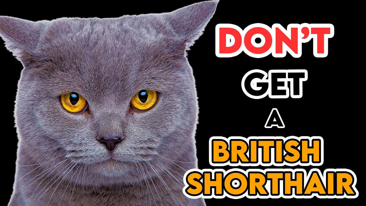 This Is Why You Shouldn't Get A British Shorthair Cat