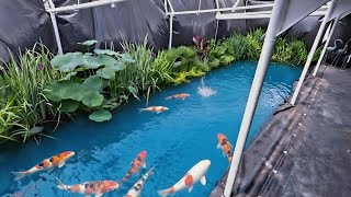 Pond and Plant Nursery! Chalily St Louis