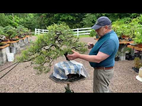 How to Prune a Scots Pine Bonsai - Candle Pinching Tutorial