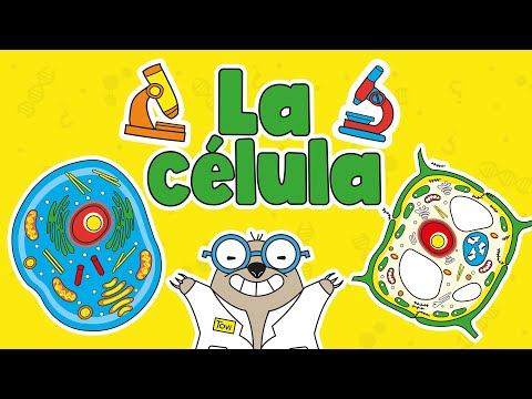 The Cell | What is it? What is its structure? Types of cells