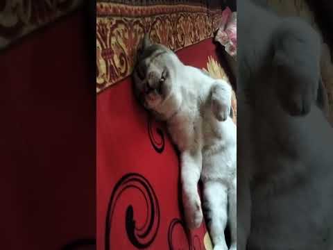 #cat#catvideos