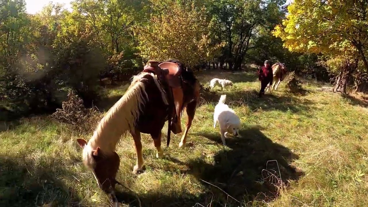 Kôň a človek 8, Okolo Žibrice