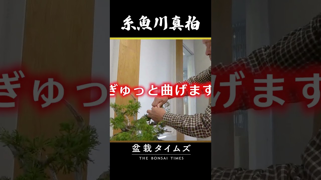 【糸魚川真柏】畑作りで25年　【編集後記】：今後の計画、展望など