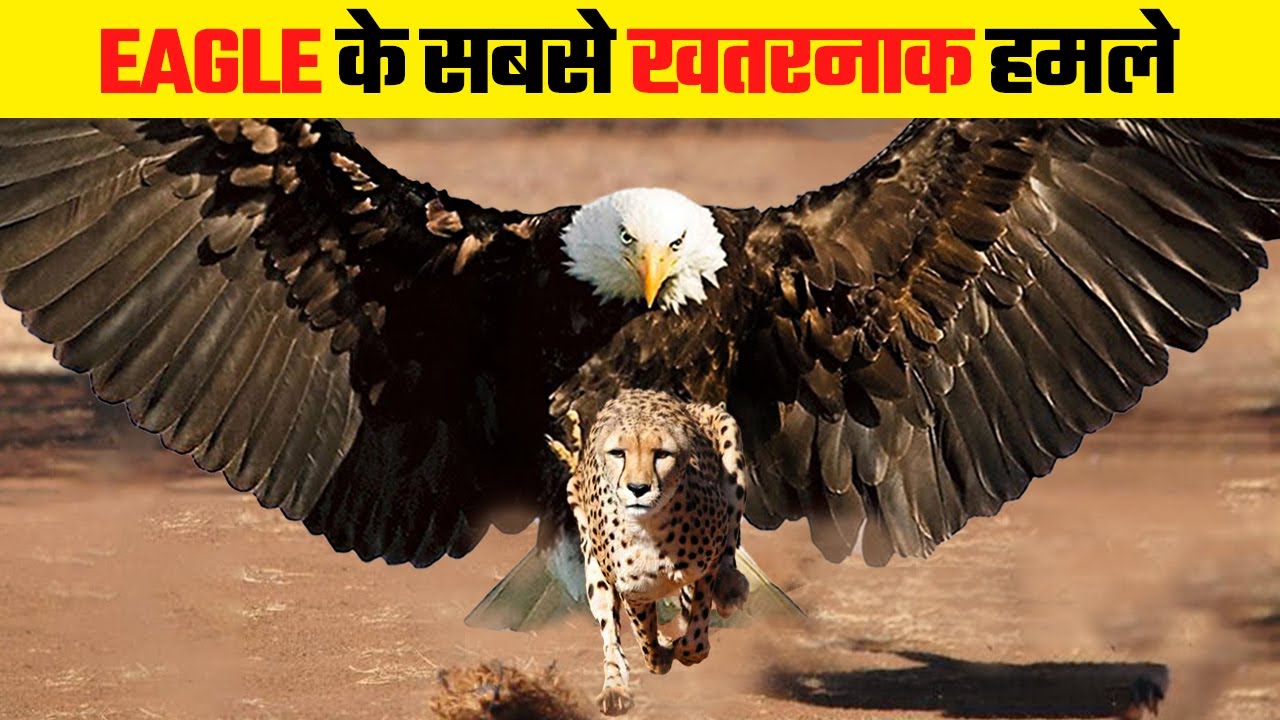ईगल इतने खतरनाक क्यों होते है | Most Dangerous Eagle Attacks Caught on Camera