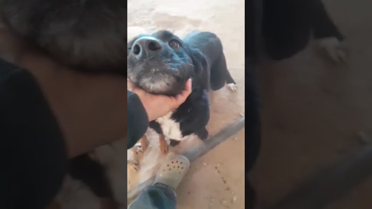Velvet, a Adoptable mixed breed in Mexicali, BCN video 5/5