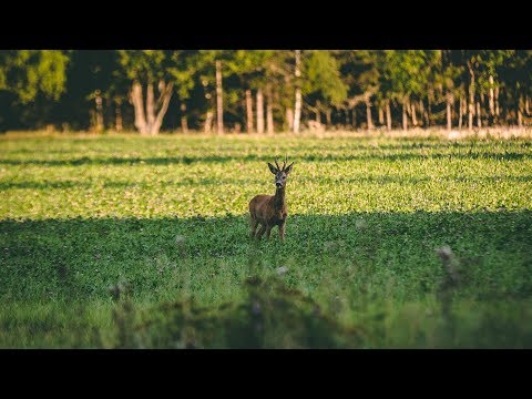 Bockjakt i Jämtland med PN Jakt