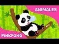 Ni Hao Panda | Panda | Animales | PINKFONG Canciones Infantiles
