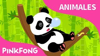Ni Hao Panda | Panda | Animales | PINKFONG Canciones Infantiles