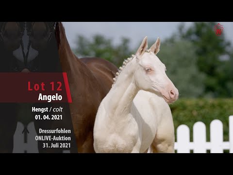 Onlive-Auktion Dressurfohlen Lot 12 Angelo Hengst v. A kind of Magic - Vincent