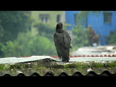 Vultures Unveiled: The Unsung Heroes of Ecosystems