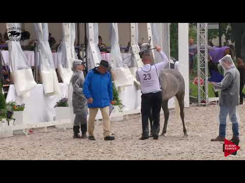 N.23 ATAKAMA - Polish Nationals 2018 - 3 Years Old Fillies (Class 3)