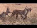Cheetah Cubs Playing Big Cat Diary BBC Earth