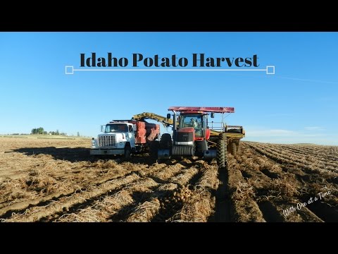 download lagu mp3 mp4 Potato 2016, download lagu Potato 2016 gratis, unduh video klip Potato 2016