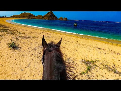 Beautiful Horses and Calm Relaxing Oceanscapes