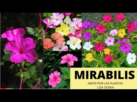 , title : 'Mirabilis (flor maravilla) especies y  cuidados básicos generales'