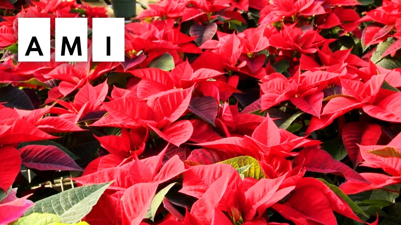 History of the Holiday Poinsettia & Care Tips | AMI This Week