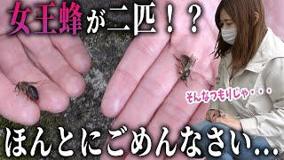 死ぬ運命？一匹のはずの女王蜂が二匹いて殺し合いに....