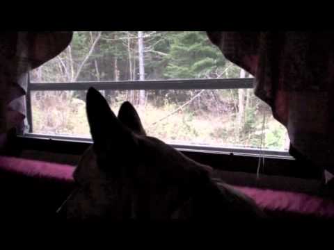 There's Something in the Woods - Cattle Dog