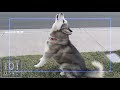 Dog Says Ice Cream Runs To Truck But Vocoded Into Deep Note