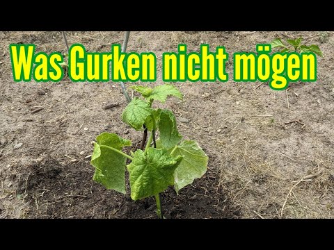 , title : 'Was Gurken nicht mögen - Diese Fehler solltest du beim Gurkenanbau unbedingt vermeiden!'