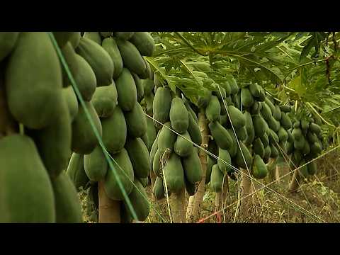 PAPAYA  CULTIVO CAP 2   FUENTE DE ORO   PUERTO SANTANDER