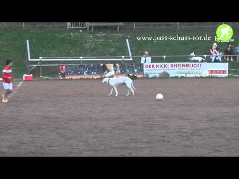 Die tut nix, die will nur spielen!