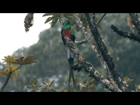 Resplendent Quetzal and its Call