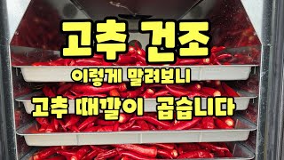 고추 건조기 건조 방식 조건 괴산청결고추 괴산고추 건조기 건조 건고추 홍고추 풀뿌리농장  [고추재배방법]