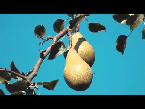 Meet the Maker: Woodman Estate Fine Foods