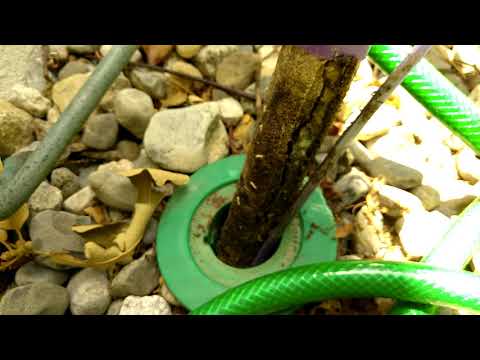 Termite Bait Station Doing its Job in Long Beach Island, NJ