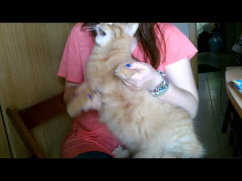 Kimchi dancing to B.A.P's Crash {FAIL}