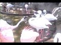 Fighting Flamingos