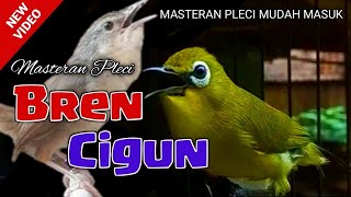 Download lagu Masteran PLECI nembak BREN CIBLEK GUNUNG mudah diingat mp3