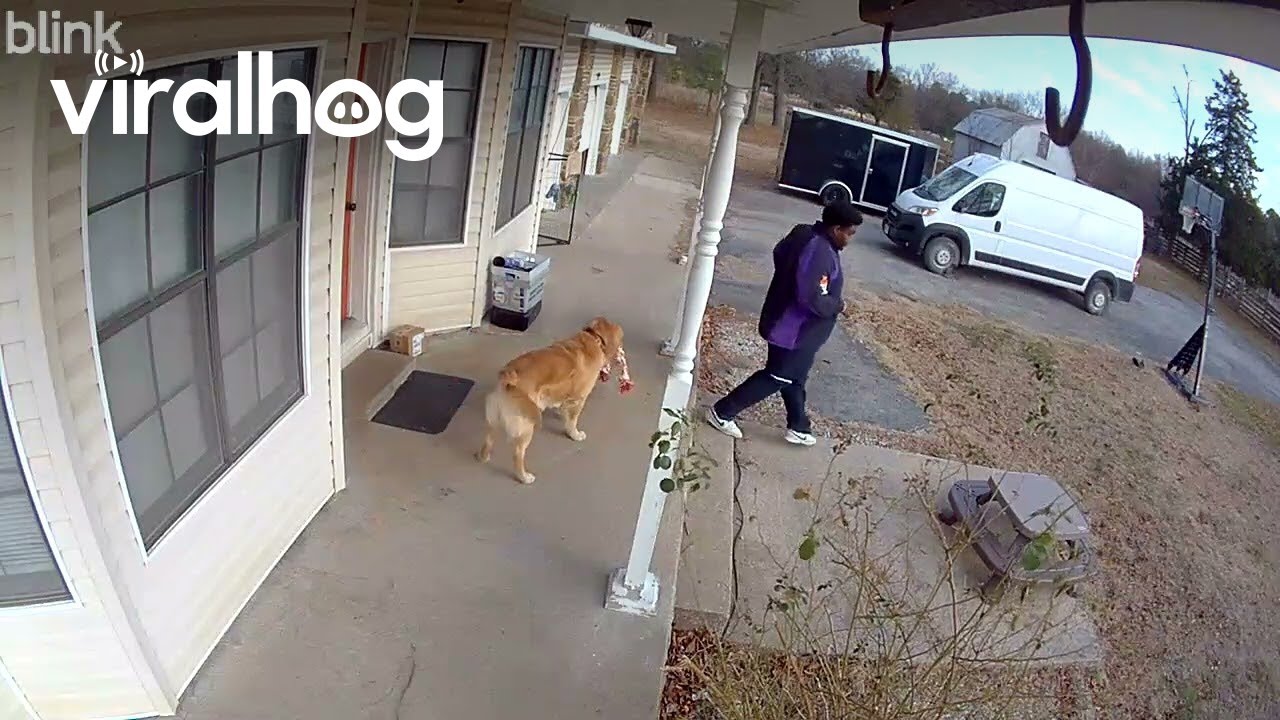 Delivery Driver Plays With Golden Retriever || ViralHog