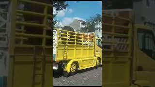 Download lagu sapi bantuan presiden utk warga tepus #shorts mp3